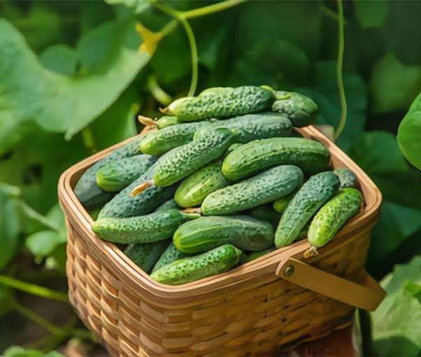 تصویر 2 از خیار بوته ای محلی تازه با عطر و طعم طبیعی